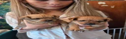 Mixed Breed dogs for sale: Tiny little adorable boys in Stockton-on-Tees - Advert 10