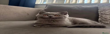 British Shorthair female