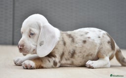 Dachshund dogs for sale: Stunning dachshund puppies  - Image 4