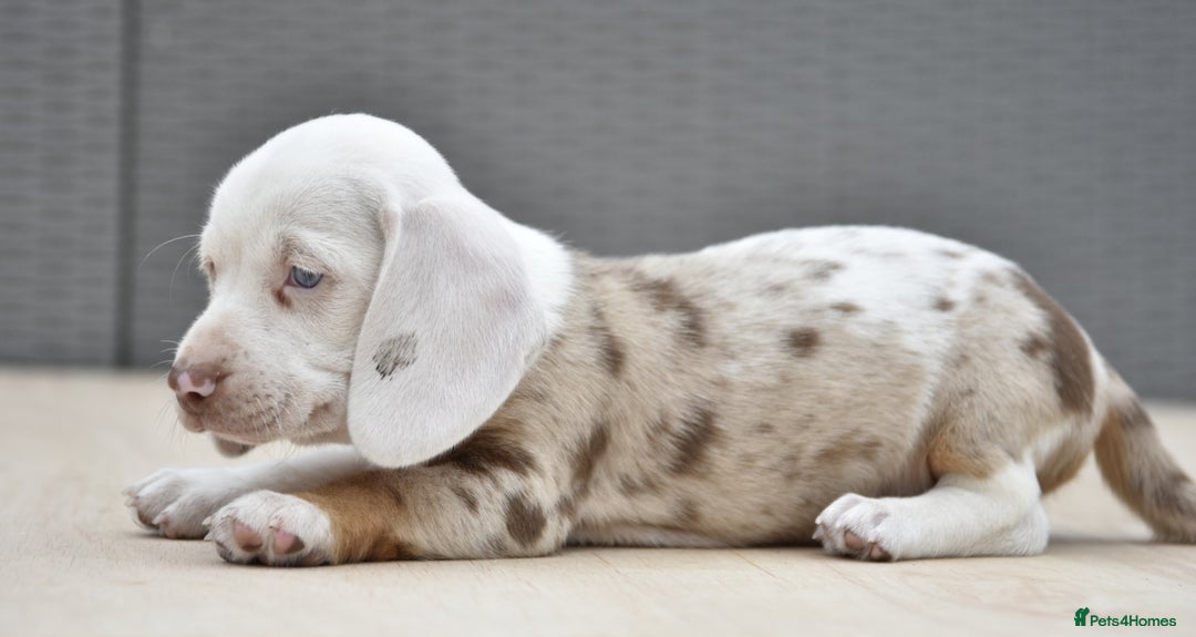 Dachshund dogs for sale: Stunning dachshund puppies  - Image 4