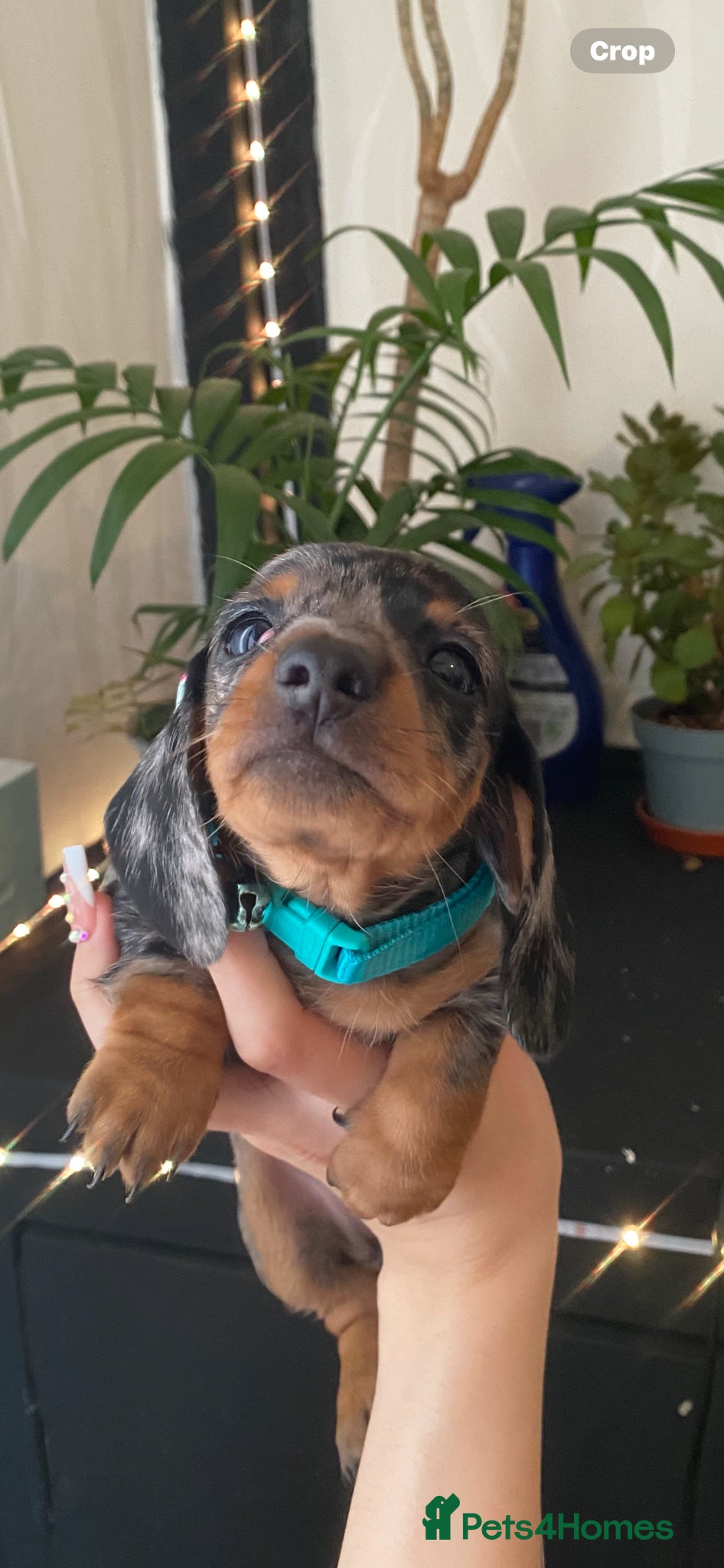 Miniature Dachshund dogs 1 Girl Left - Advert 5