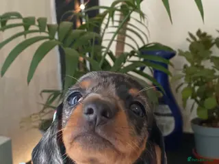 Miniature Dachshund dogs 1 Girl Left - Advert 4