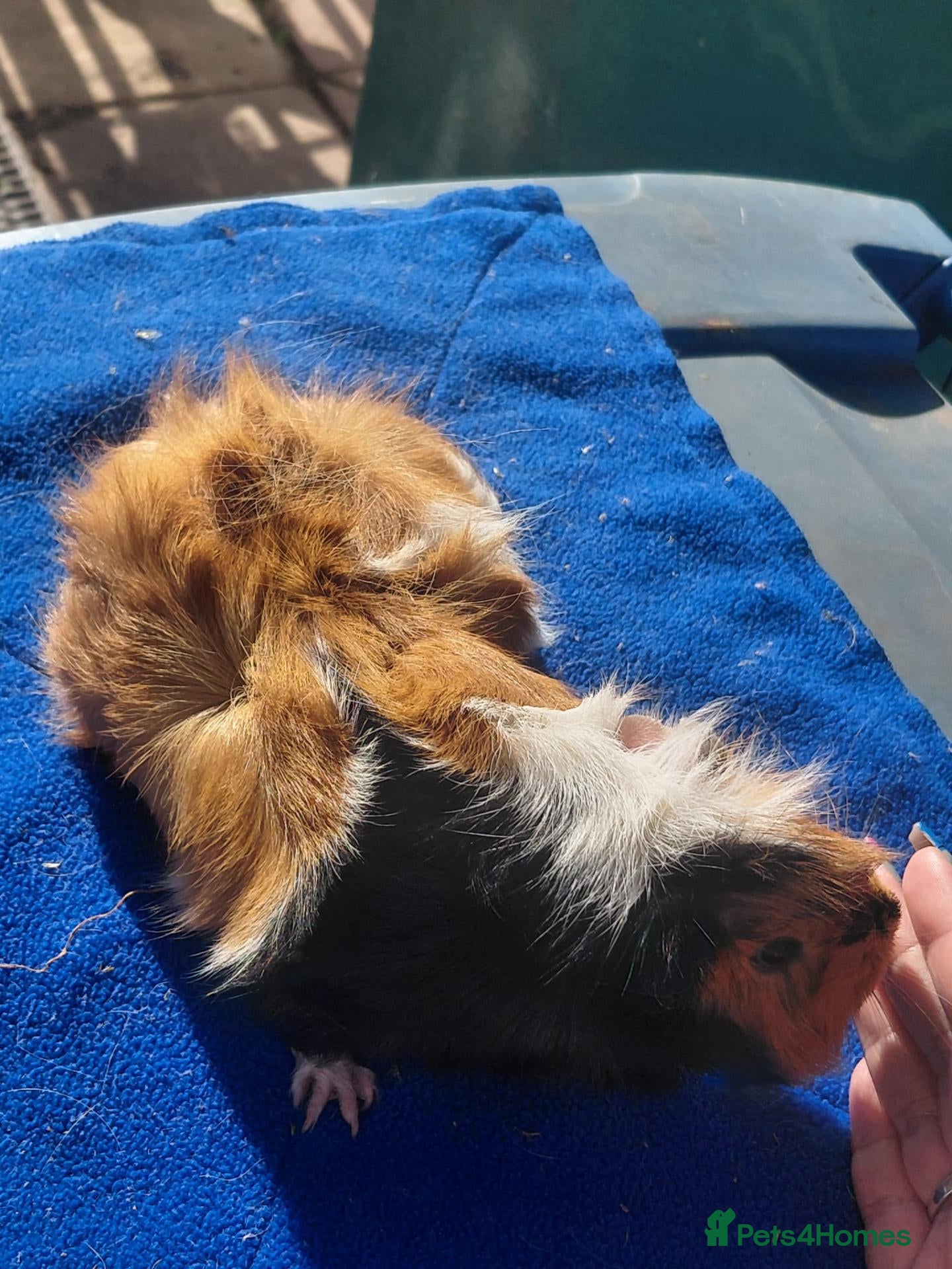 Guinea Pig rodents Female guinea pigs  - Advert 1