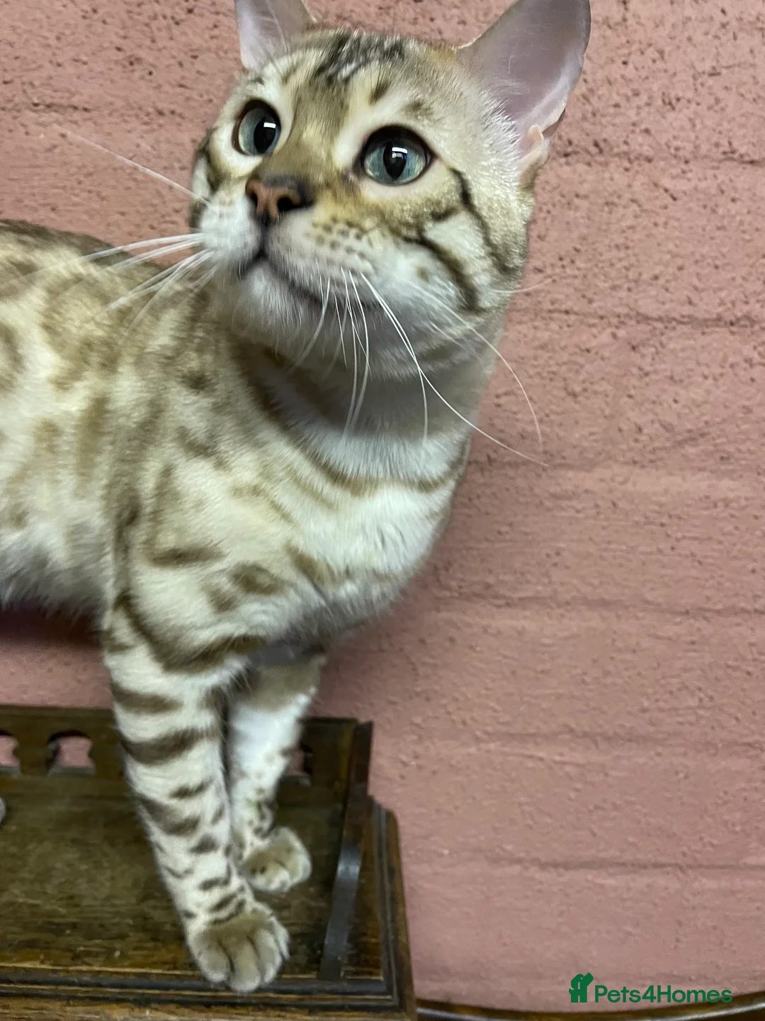 Bengal cats for sale: Bengal boy - Advert 14