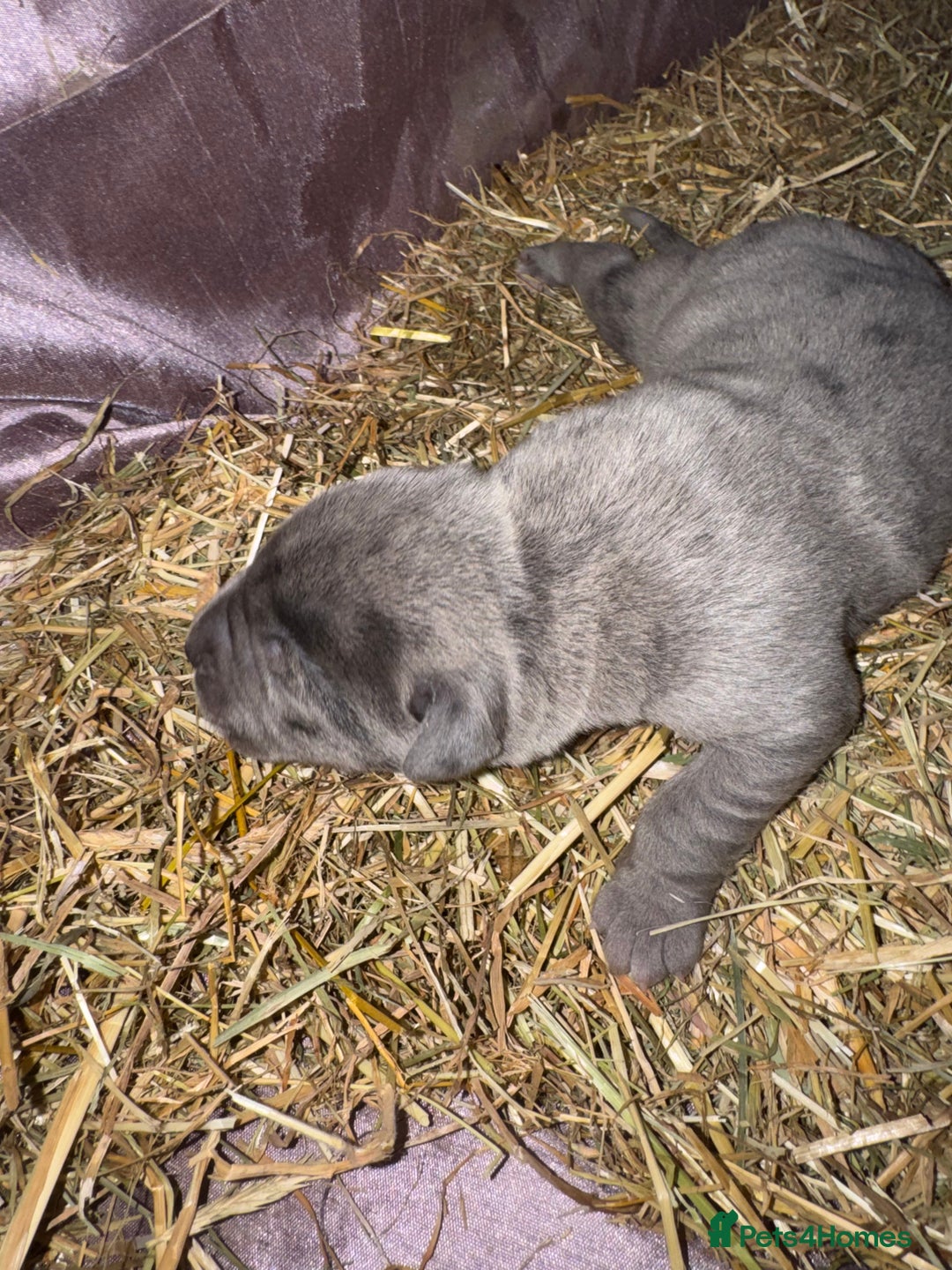 Cane Corso dogs for sale: Cane corso puppy’s. - Image 7