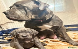 Cane Corso dogs for sale:  Pure breed Cane Corso  Puppies Looking for Homes  - Image 21