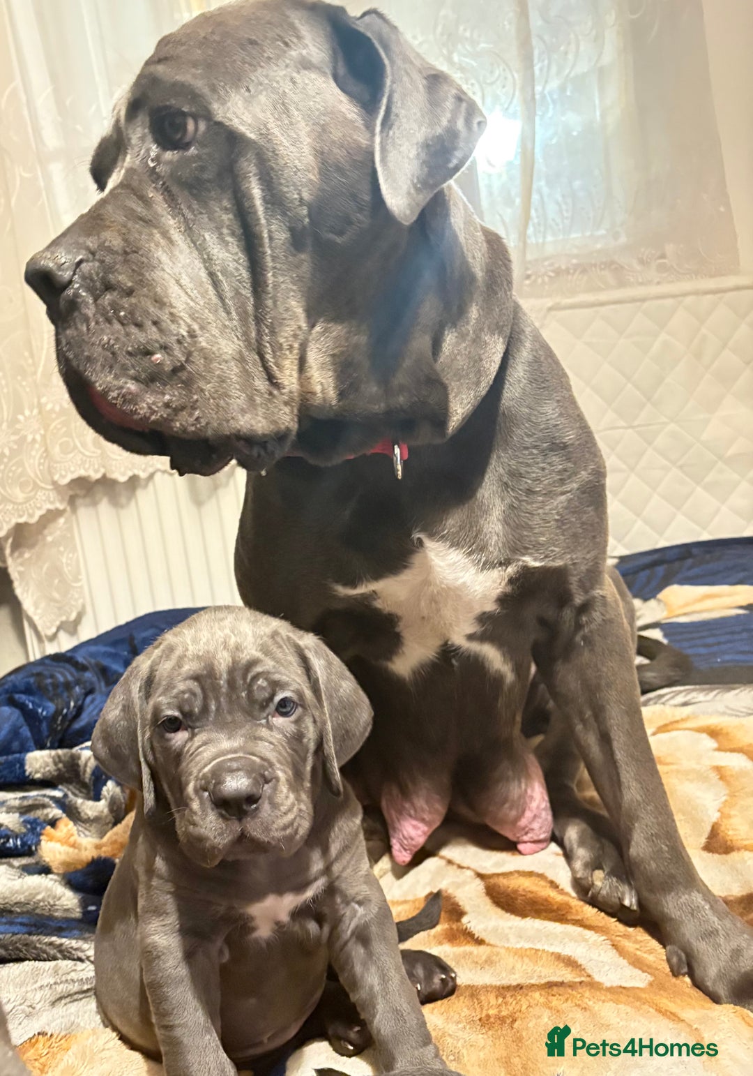 Cane Corso dogs for sale:  Pure breed Cane Corso  Puppies Looking for Homes  - Image 21