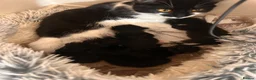 Mixed Breed cats for sale: British short hair x tabby  - Advert 1