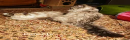 Siberian cats for sale: Pure Siberian from GCCF/TICA parents - Advert 10