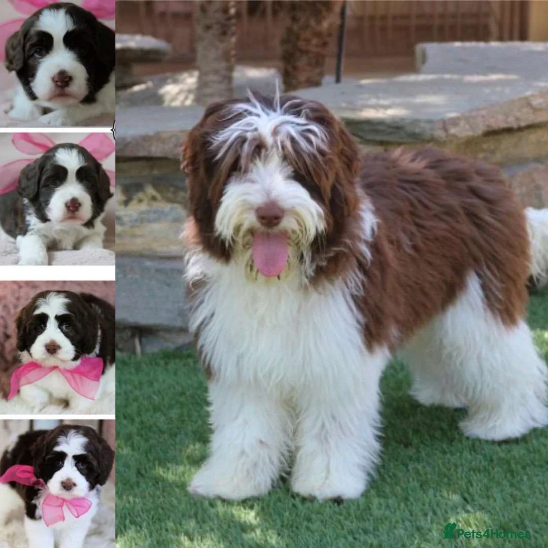 Australian Labradoodle dogs for sale: Miniature Australian Labradoodle Puppies - Advert 18
