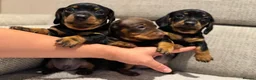 Miniature Dachshund dogs for sale: Miniature Dachshund Puppies Ready for New Homes - Advert 6