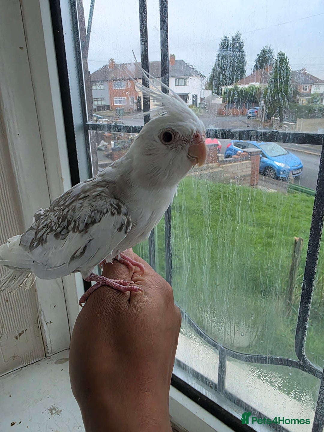 Cockatiels birds for sale: Silly hand tamed baby cockatiels for sale  - Advert 13