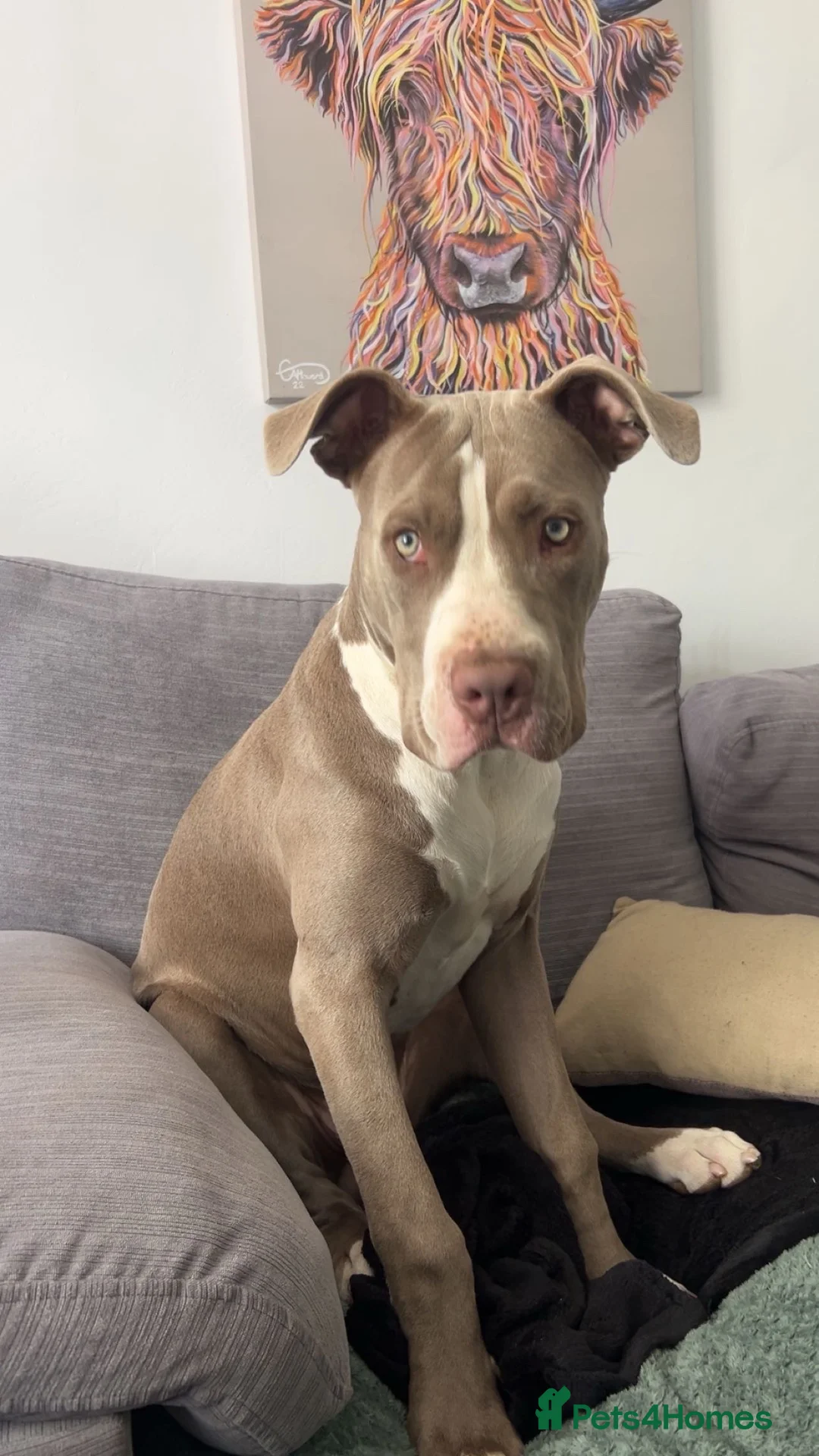 Mixed Breed dogs for sale: Cane corso mixed but unknown father  - Advert 2