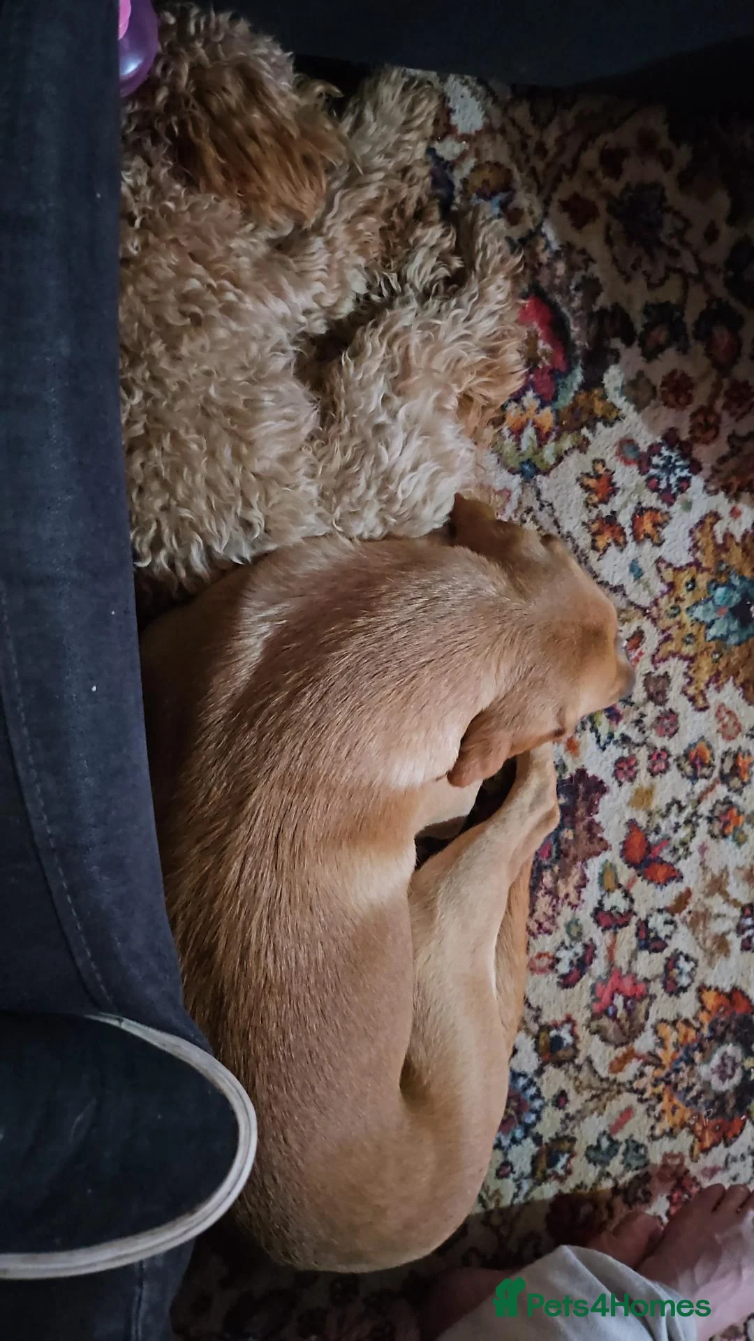 Miniature Poodle dogs for sale: Lola miniature poodle - Advert 4