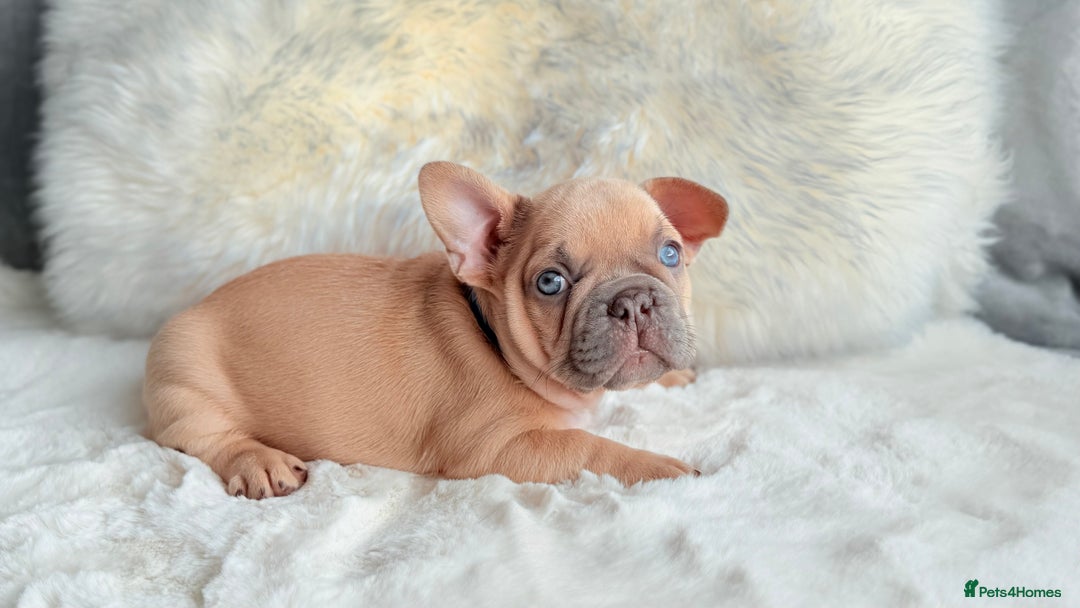 French Bulldog dogs for sale: French Bulldog gorgeous puppies - Image 9