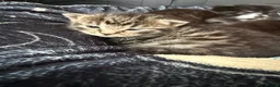 Mixed Breed cats for sale: 4 healthy chunky kittens - Advert 11