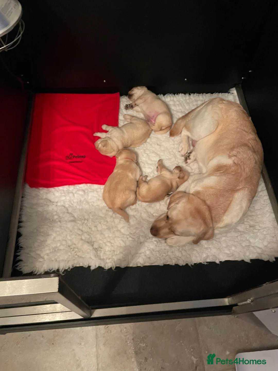 Labrador Retriever dogs for sale: Repeat mating  - Advert 2