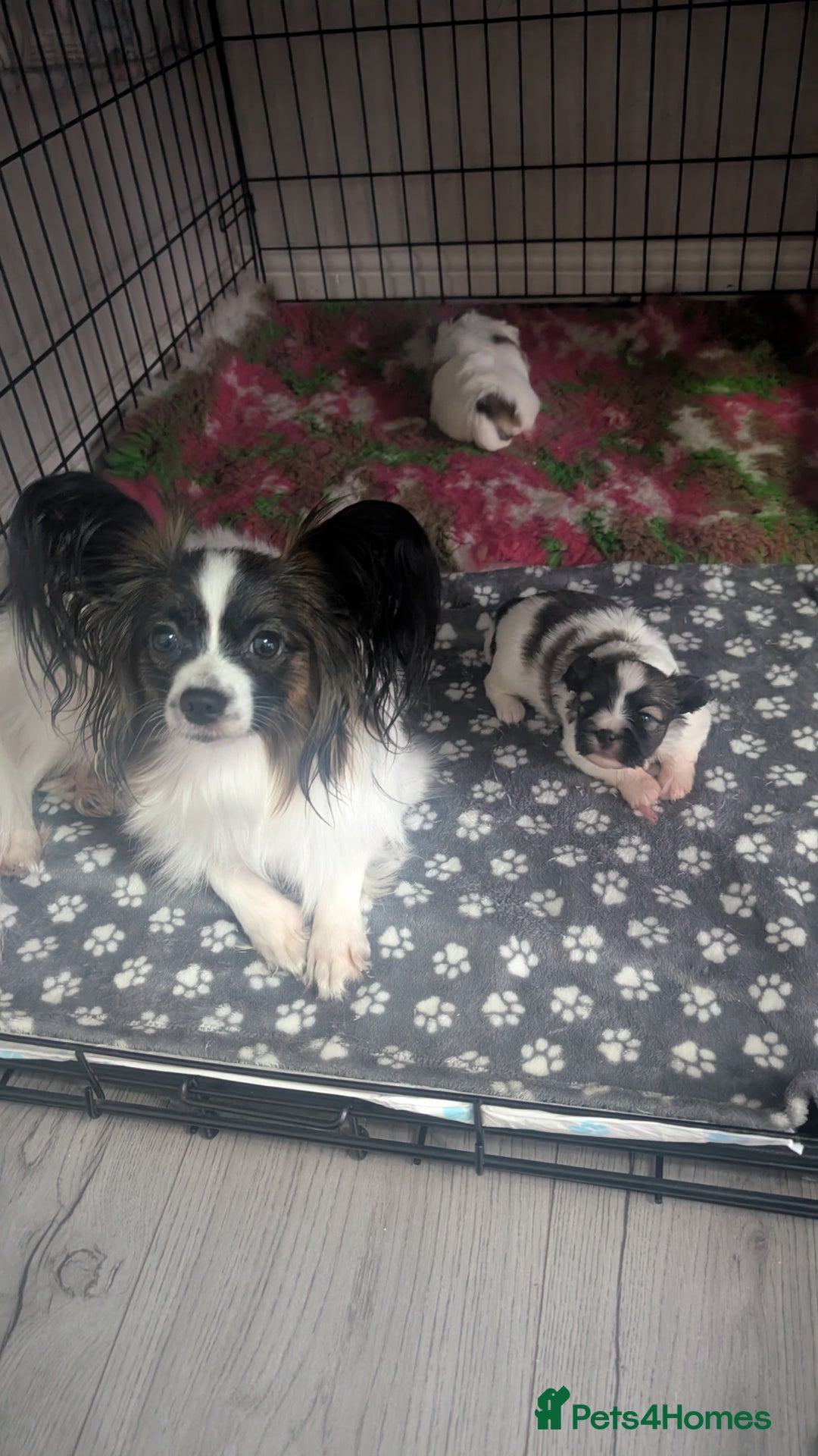 Papillon dogs for sale: Stunning papillon girls  - Advert 13