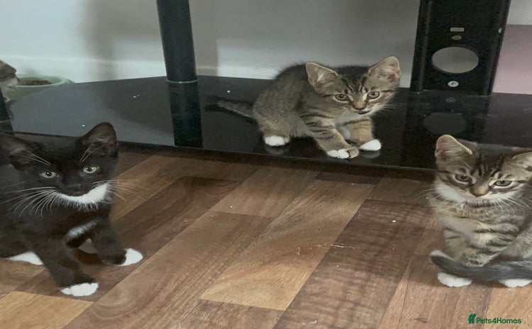 American Shorthair cats - Advert 1