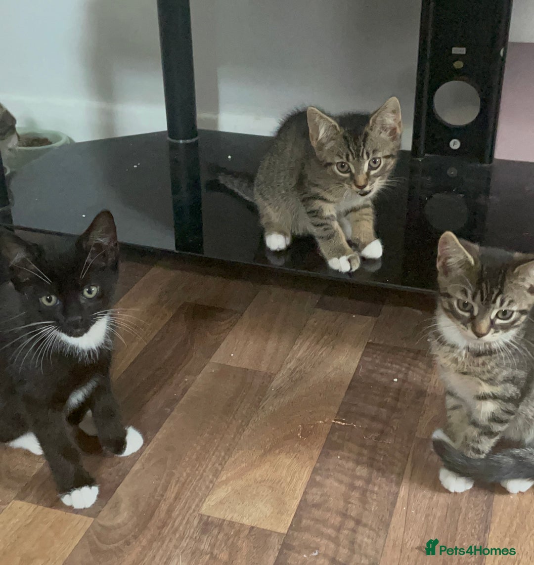 American Shorthair cats for sale: 3 KITTENS FOR SALE! READY TO LEAVE ASAP - Image 1