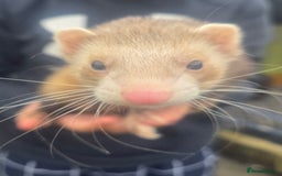 Ferret rodents for sale: 2 male ferrets  - Advert 2