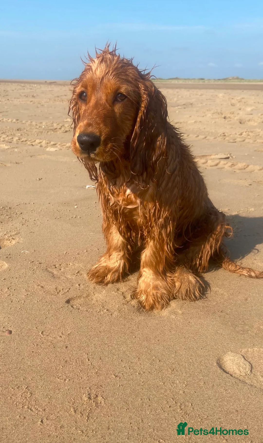 Cocker Spaniel dogs for sale: Male Show Cocker  in Skelmersdale - Advert 1