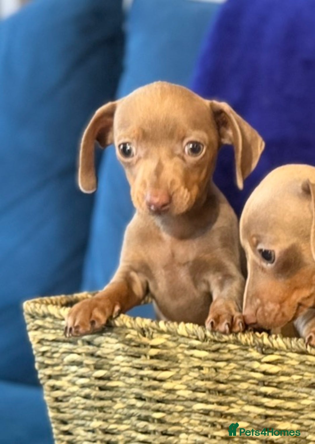 Mixed Breed dogs for sale: Isabella puppies  - Advert 6