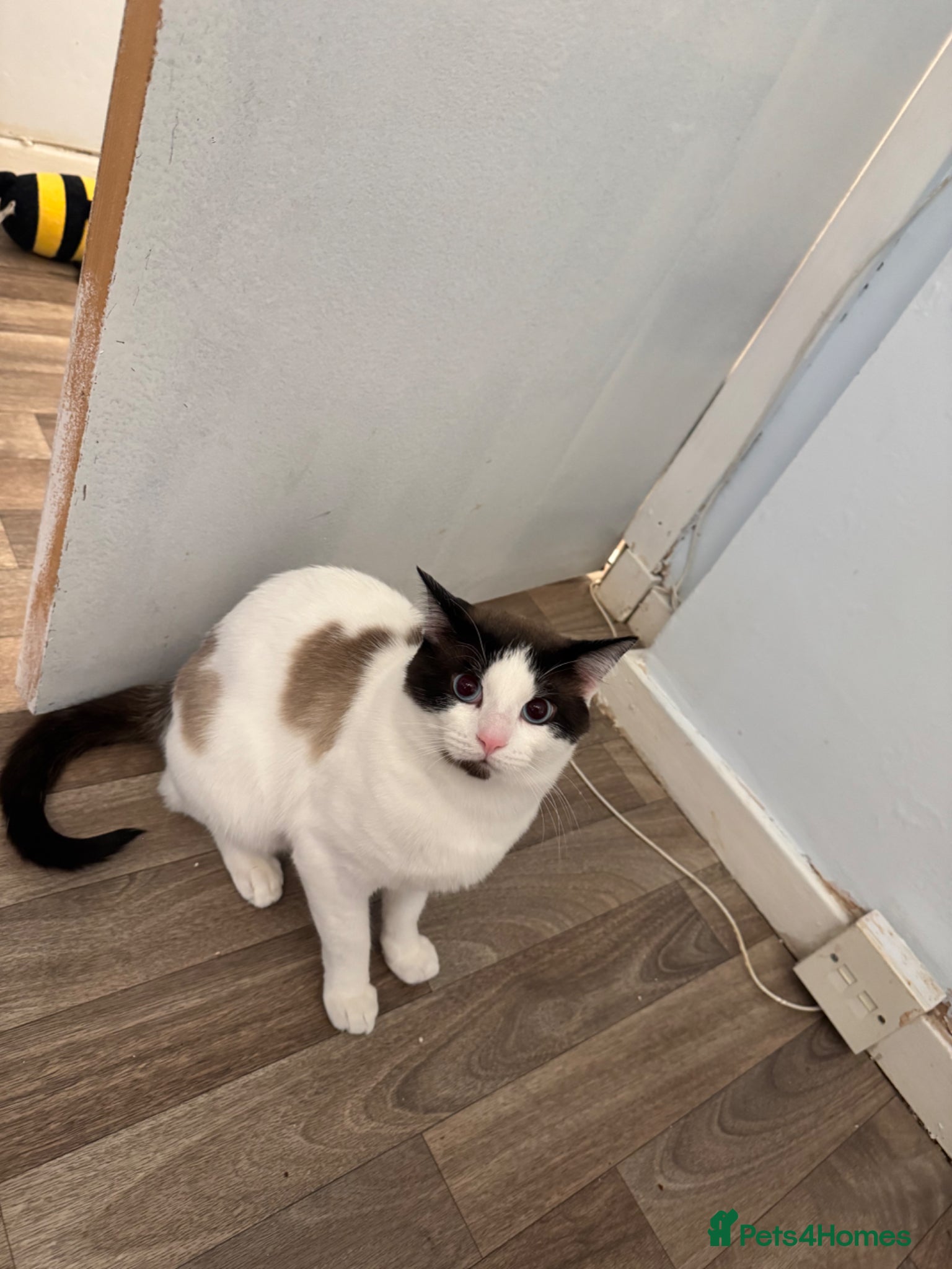 Domestic Shorthair cats     Cute Indoor cats  for Sale – Litter Trained - Advert 1
