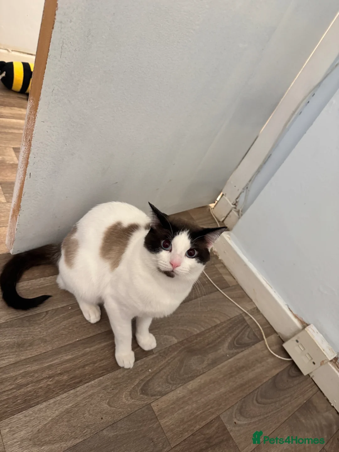Domestic Shorthair cats for sale:     Cute Indoor cats  for Sale – Litter Trained - Advert 1