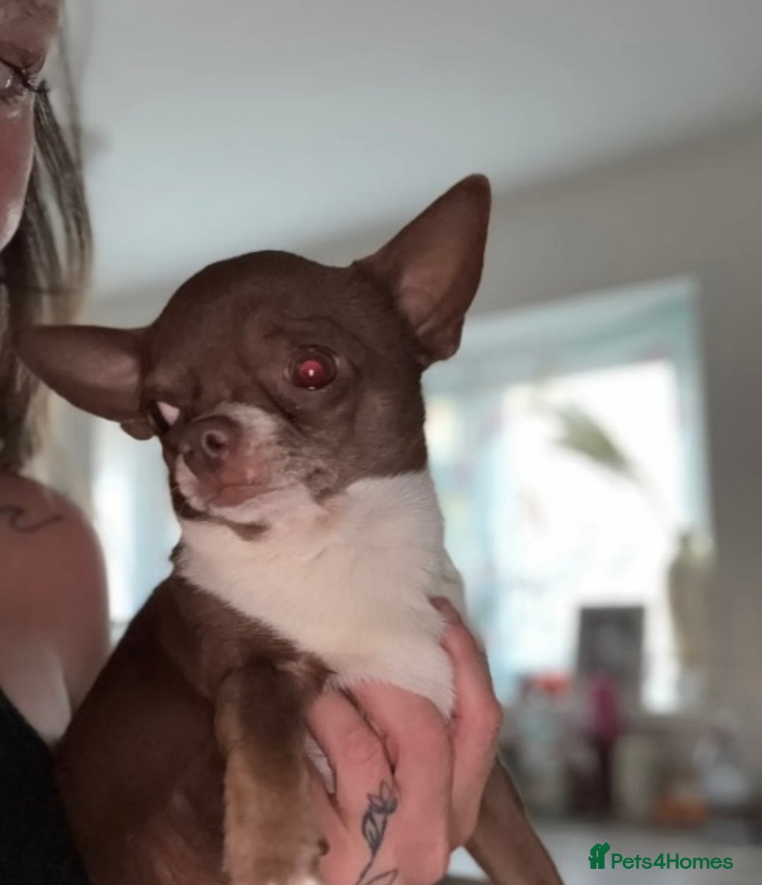 Chihuahua dogs for sale: 🐶 xxs Stunning pure chihuahua pups 🐶 - Image 16