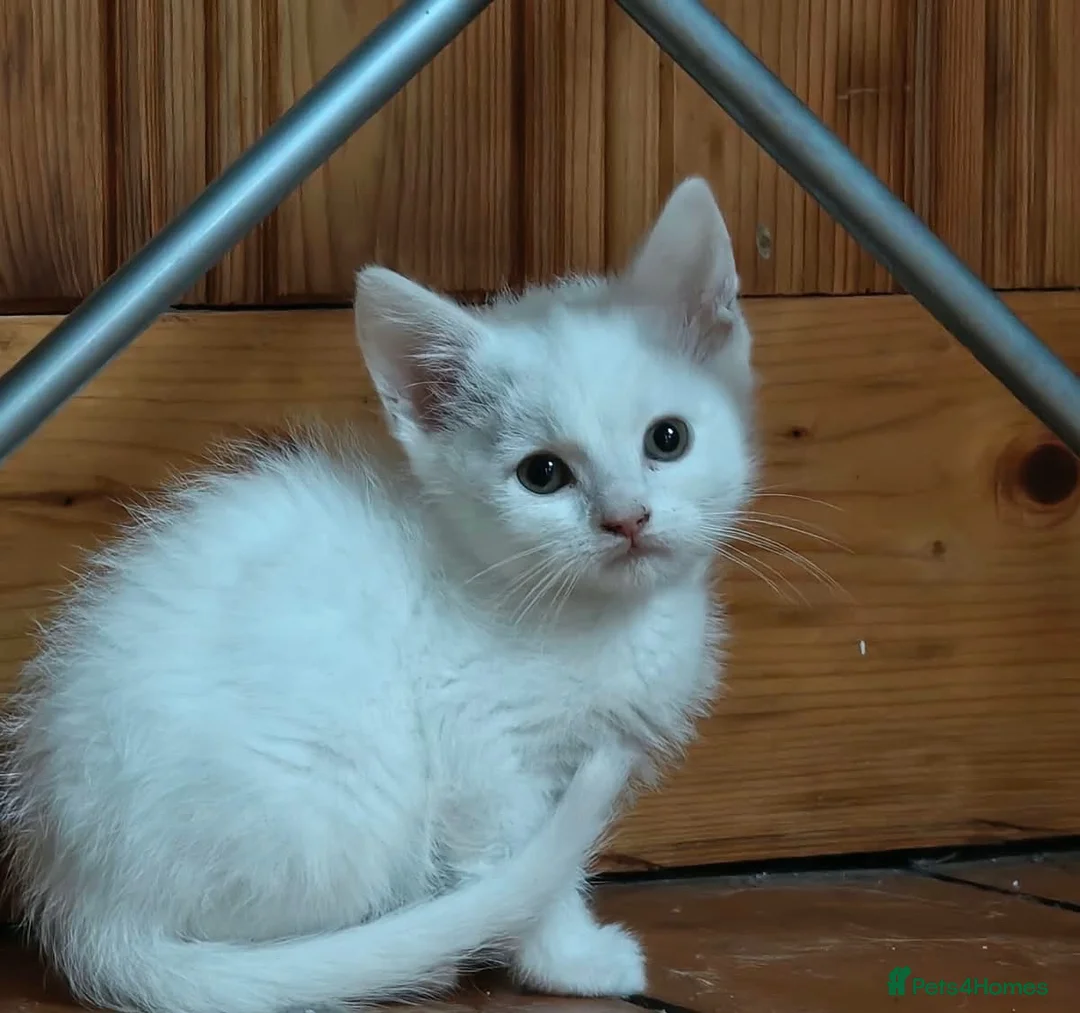 Mixed Breed cats for sale: Beautiful friendly kittens - Advert 2