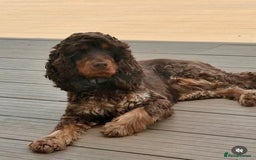 Cocker Spaniel dogs for sale: Show cockers champion bloodlines. simbawood lines. - Image 5