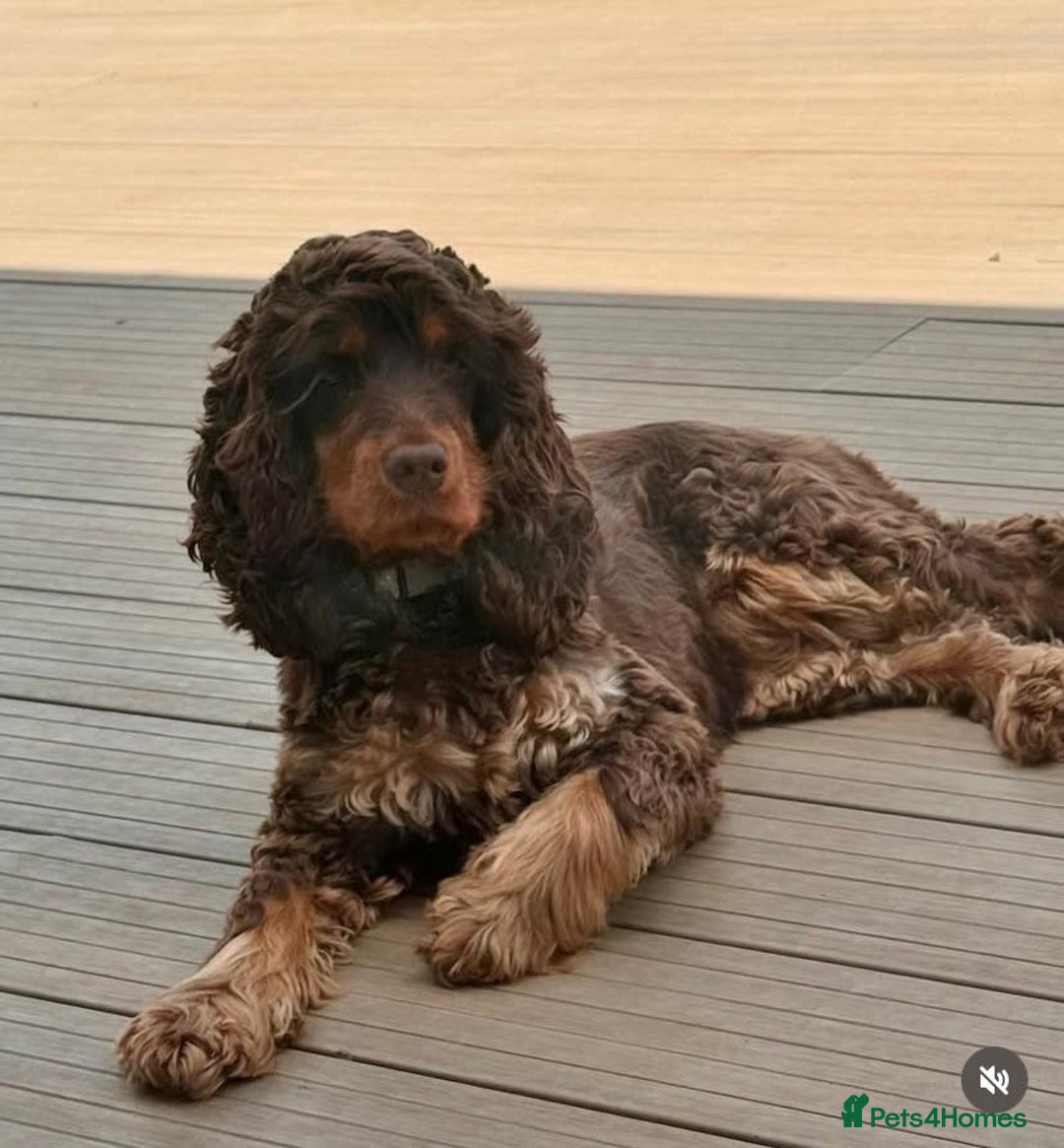 Cocker Spaniel dogs for sale: Show cockers champion bloodlines. simbawood lines. - Image 5