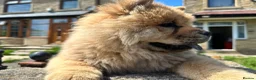 Chow Chow dogs for sale: Chow chow  - Advert 6
