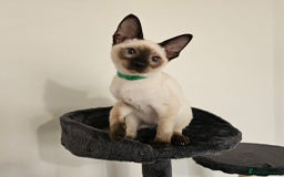 Siamese cats for sale: Cheeky little siamese kittens  - Image 4