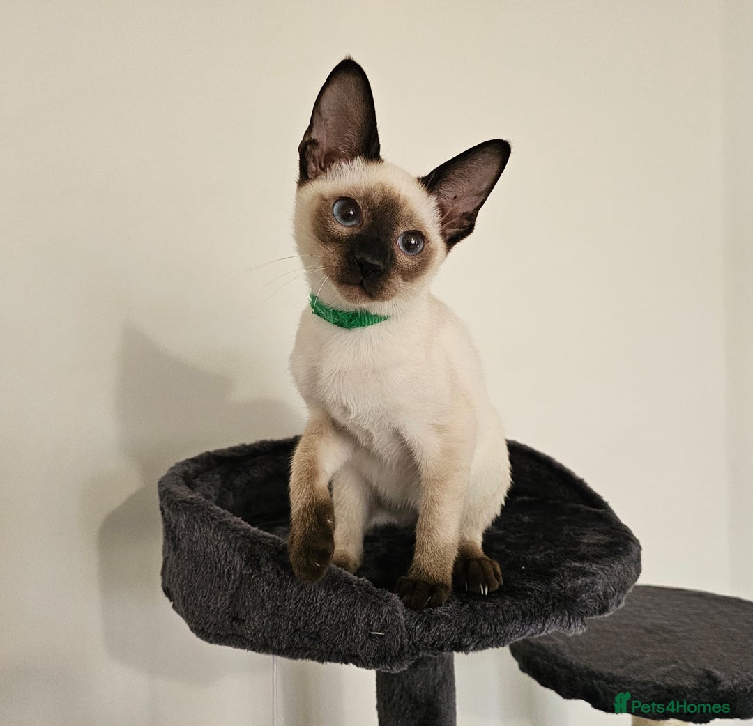 Siamese cats for sale: Cheeky little siamese kittens  - Image 4