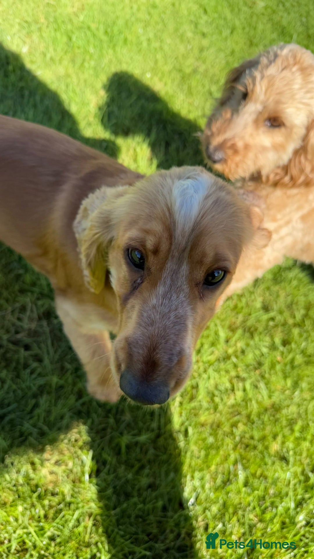 Cocker Spaniel dogs for stud: Honey - Advert 10