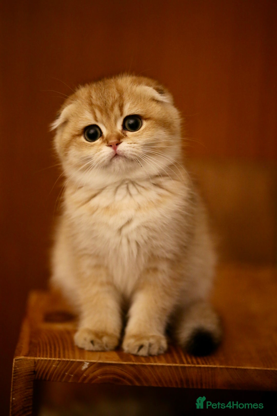 Scottish Fold cats for sale: Scottish fold golden kittens NY11 NY12 - Advert 8