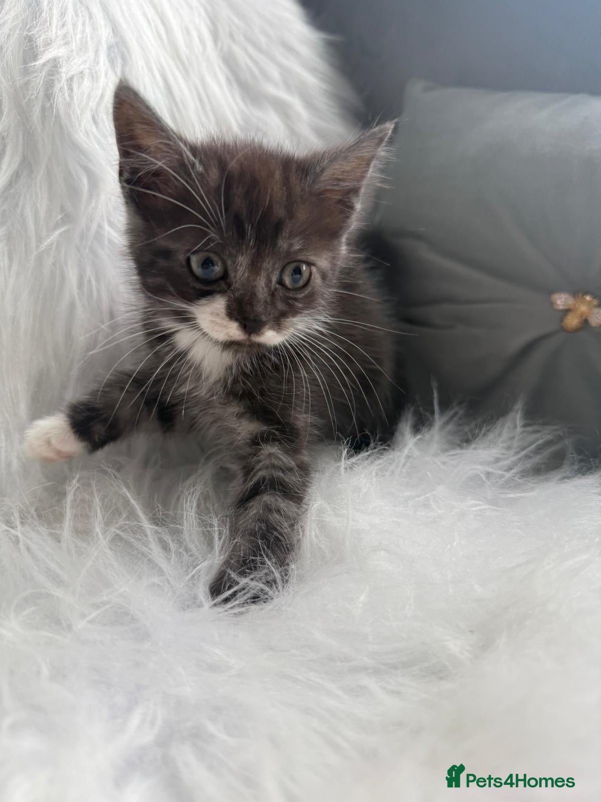 Mixed Breed cats for sale: Maincoon x  - Advert 2
