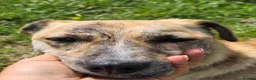 Mixed Breed dogs for adoption: 💛⭐️JESSIE - YOU GOT A FRIEND IN ME⭐️💛 - Advert 4