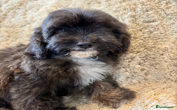 Cavapoo dogs - Advert 10