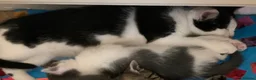 Mixed Breed cats for sale: Cat for sale - Advert 2