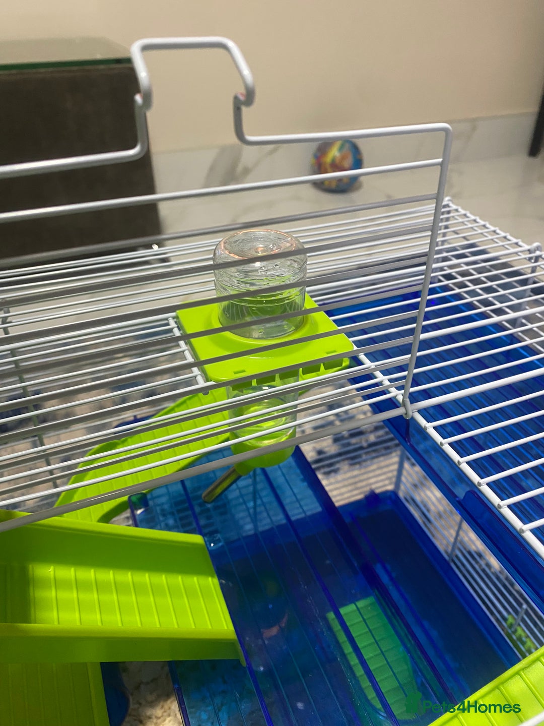 Hamster rodents for sale: Russian White Dwarf Hamster (and belongings!) - Advert 4