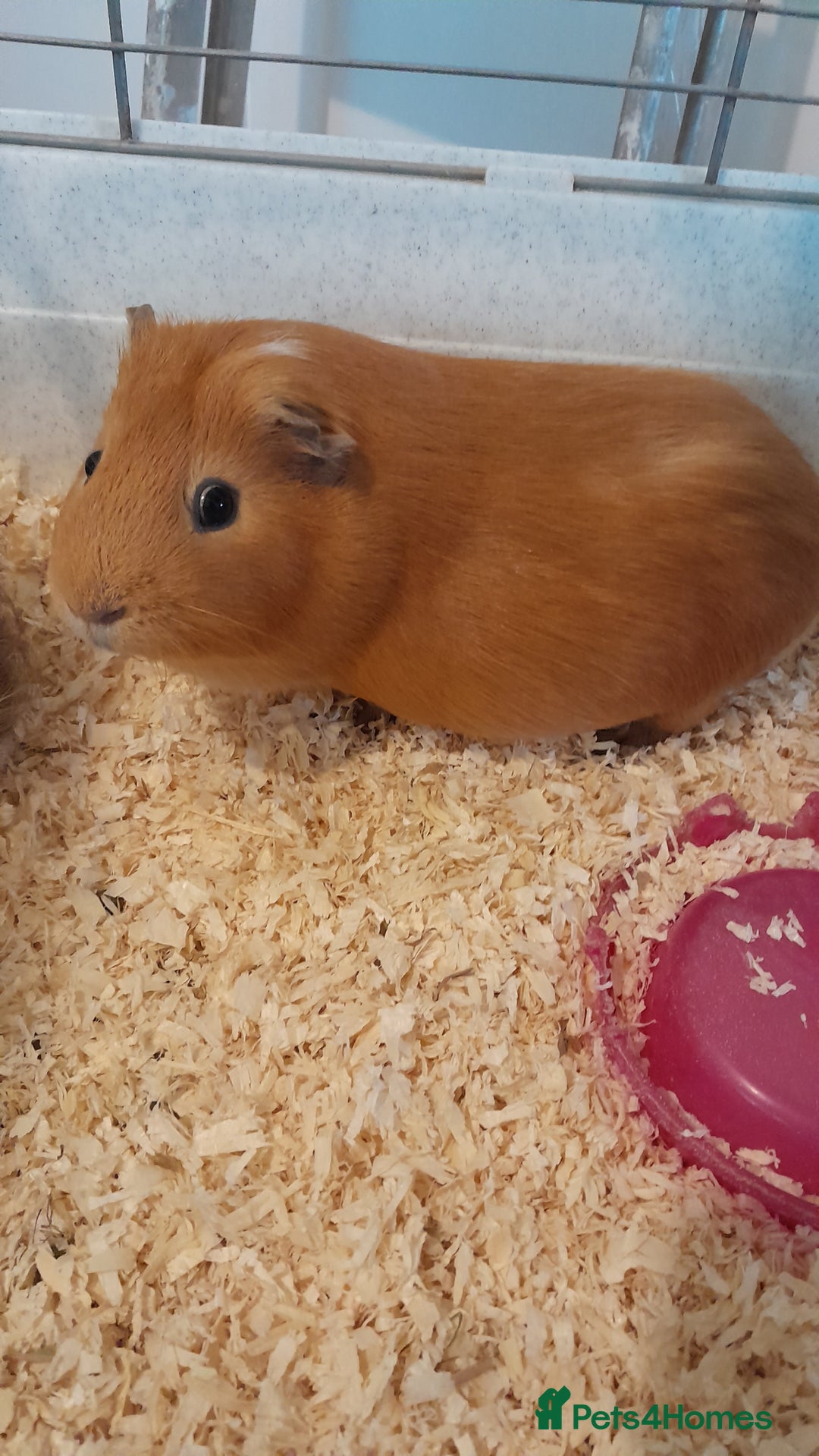 Guinea Pig rodents for sale: Guinea pigs - Advert 2