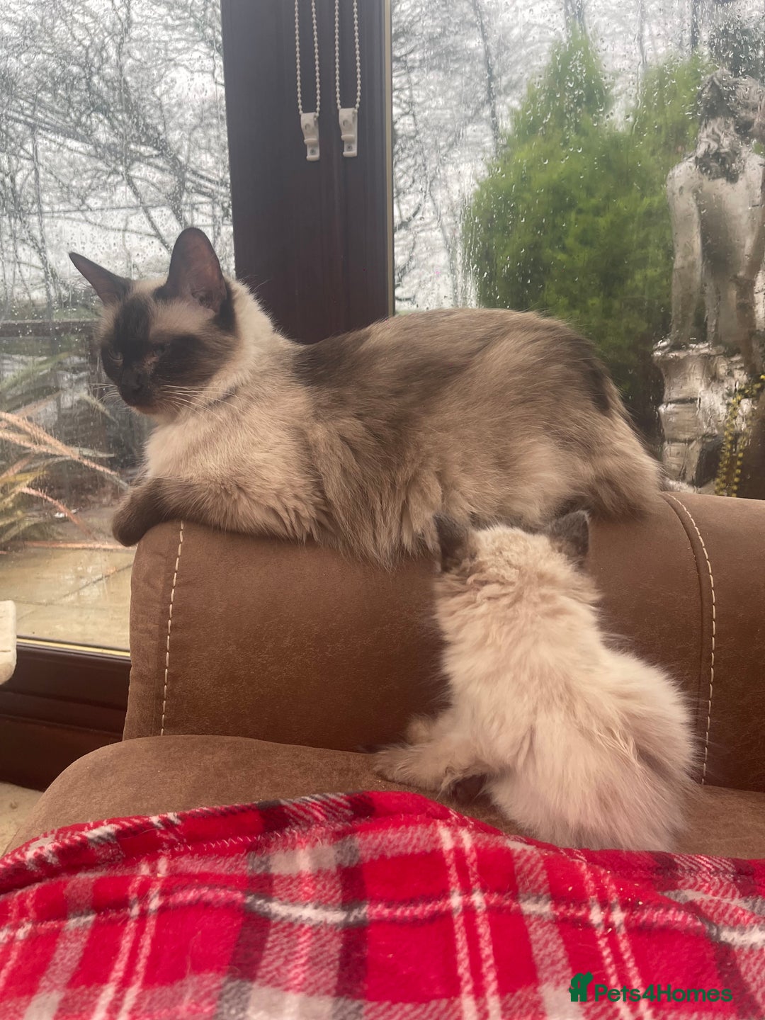 Ragdoll cats for sale: Gorgeous ragdoll boy - Advert 2