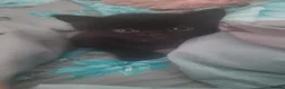 Mixed Breed cats for sale: Beautiful black kitten- friendly healthy boy - Advert 3