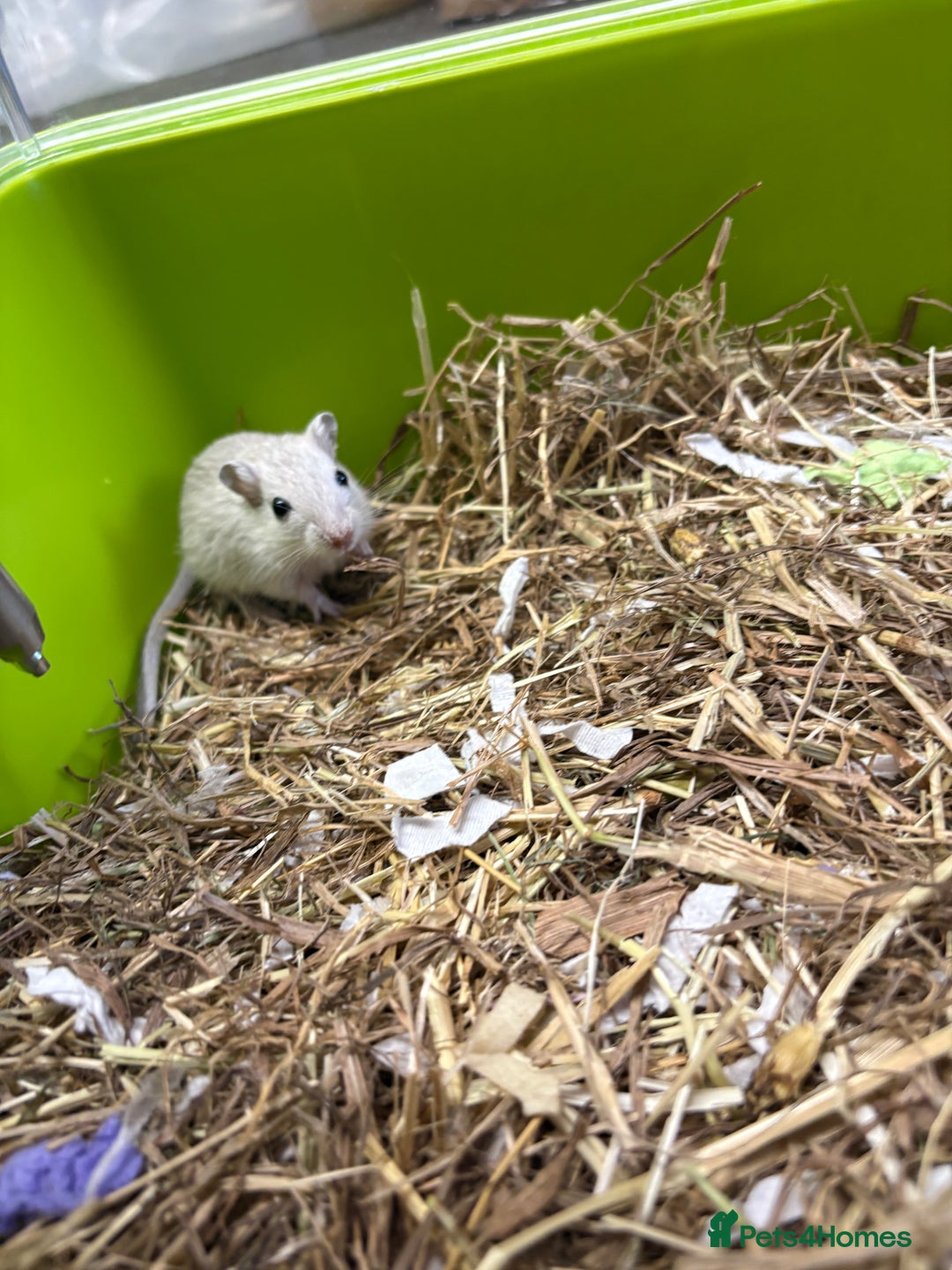 Gerbil rodents for sale: Friendly pet gerbils boys and girls  - Advert 9