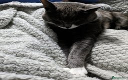 Domestic Shorthair cats for sale: Luna  - Image 5