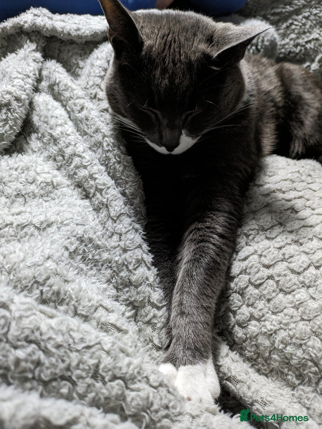 Domestic Shorthair cats for sale: Luna  - Image 5