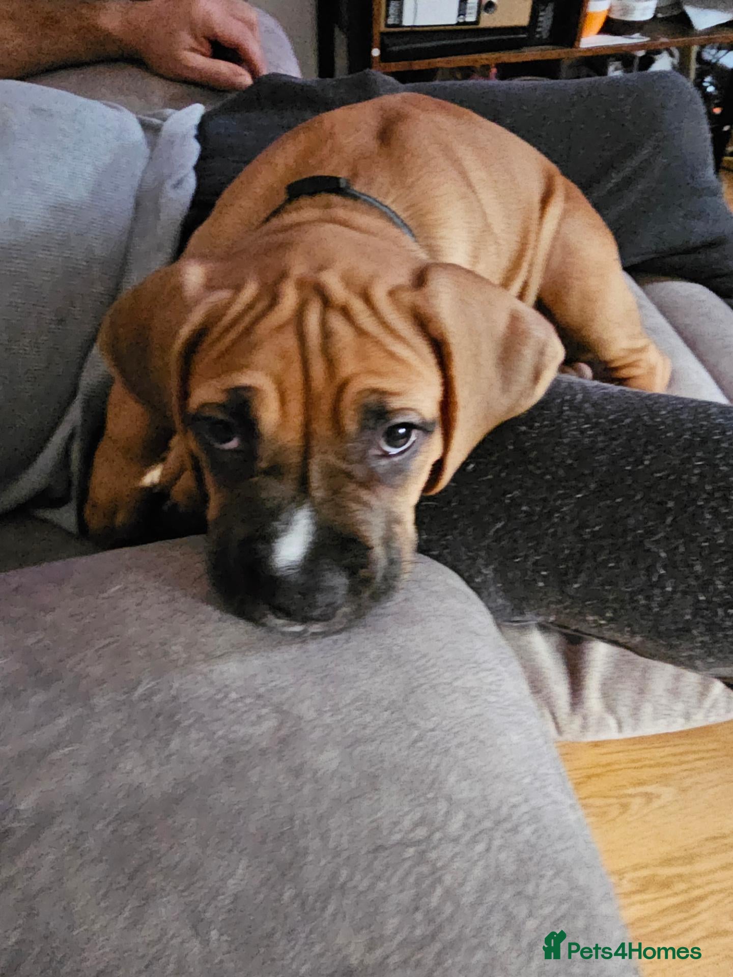 Mixed Breed dogs Staffy/mastiff mix - Advert 2